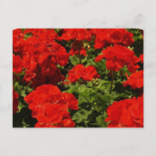Briefkaart van Rode Geraniums