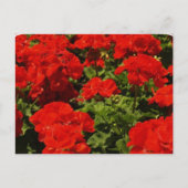 Briefkaart van Rode Geraniums (Voorkant)