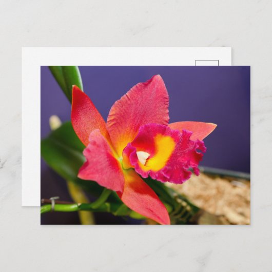 Briefkaart van rode of gele orchidee (Voorkant / Achterkant)