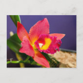 Briefkaart van rode of gele orchidee (Voorkant)