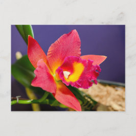 Briefkaart van rode of gele orchidee