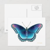 Briefkaart van rode Paarse vlinder (Voorkant / Achterkant)