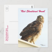 Briefkaart van rode schouderhaai (Voorkant / Achterkant)