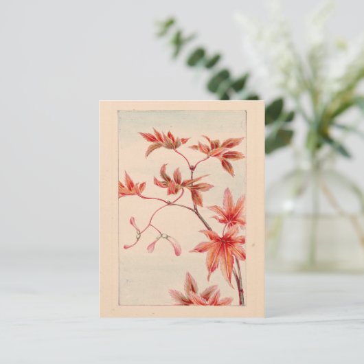 Briefkaart van rode zeehond (Staand voorkant)