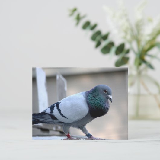 Briefkaart van rondtrekduif (Staand voorkant)