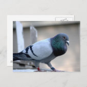 Briefkaart van rondtrekduif (Voorkant / Achterkant)