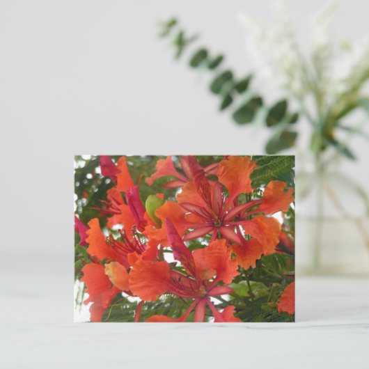 Briefkaart van Royal Poinciana Flower (Staand voorkant)