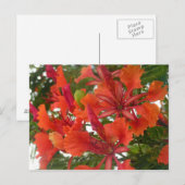 Briefkaart van Royal Poinciana Flower (Voorkant / Achterkant)