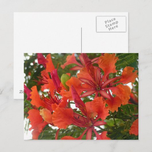 Briefkaart van Royal Poinciana Flower (Voorkant / Achterkant)