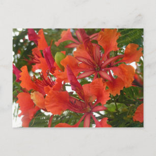 Briefkaart van Royal Poinciana Flower