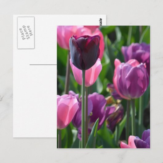 Briefkaart van roze en Paarse tulpen (Voorkant / Achterkant)