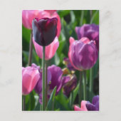 Briefkaart van roze en Paarse tulpen (Voorkant)