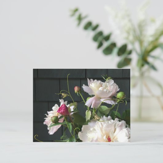 Briefkaart van roze pony's (Staand voorkant)