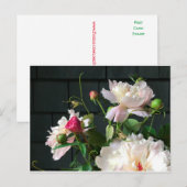 Briefkaart van roze pony's (Voorkant / Achterkant)