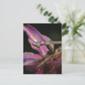 Briefkaart van roze Praying Mantis (Staand voorkant)