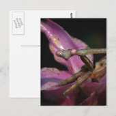 Briefkaart van roze Praying Mantis (Voorkant / Achterkant)