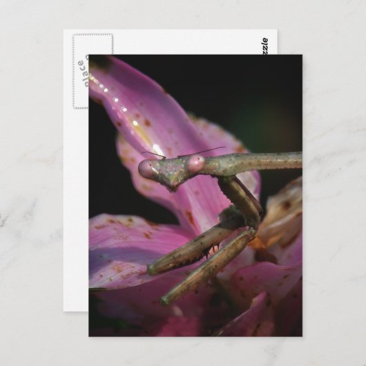 Briefkaart van roze Praying Mantis (Voorkant / Achterkant)