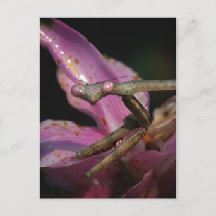 Briefkaart van roze Praying Mantis