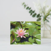 Briefkaart van Roze Water Lily (Staand voorkant)