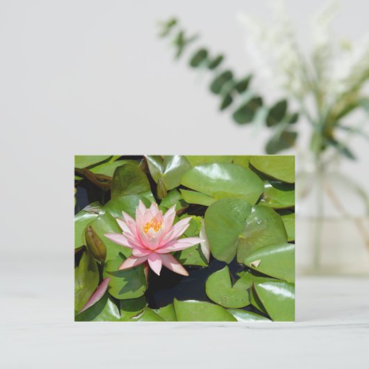 Briefkaart van Roze Water Lily (Staand voorkant)