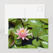 Briefkaart van Roze Water Lily (Voorkant / Achterkant)
