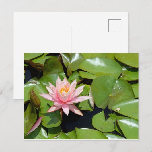 Briefkaart van Roze Water Lily (Voorkant / Achterkant)