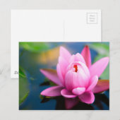 Briefkaart van Roze Water Lily (Voorkant / Achterkant)