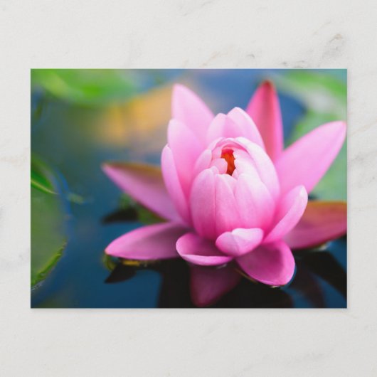 Briefkaart van Roze Water Lily (Voorkant)