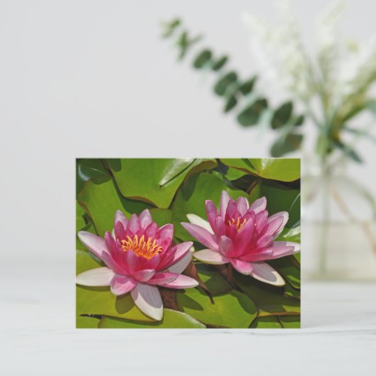 Briefkaart van roze waterlelies (Staand voorkant)