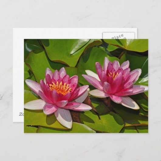 Briefkaart van roze waterlelies (Voorkant / Achterkant)