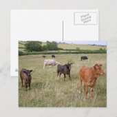 briefkaart van runderen (Voorkant / Achterkant)