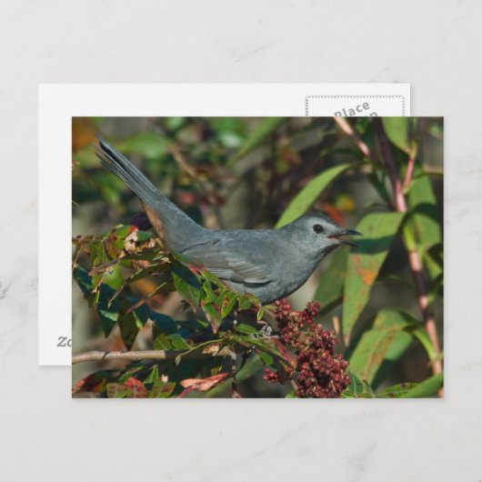 Briefkaart van runderen (Voorkant / Achterkant)