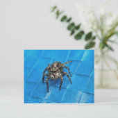 Briefkaart van Salticid Black en White Jumping Spi (Staand voorkant)