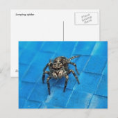 Briefkaart van Salticid Black en White Jumping Spi (Voorkant / Achterkant)