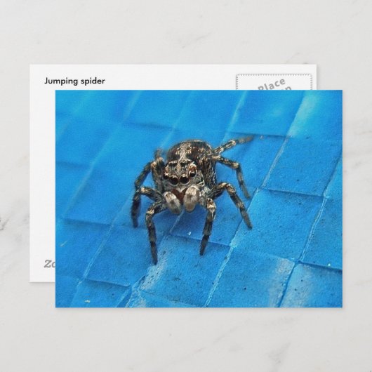 Briefkaart van Salticid Black en White Jumping Spi (Voorkant / Achterkant)