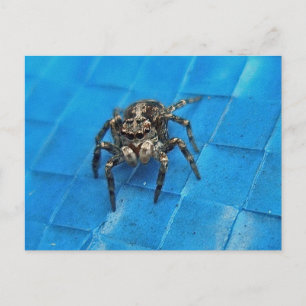 Briefkaart van Salticid Black en White Jumping Spi