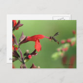 Briefkaart van Salvia en inheemse bijen (Voorkant / Achterkant)