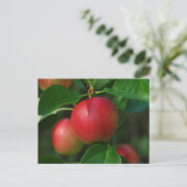 Briefkaart van samengevoegde appels (Staand voorkant)