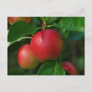 Briefkaart van samengevoegde appels