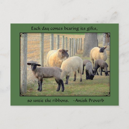 Briefkaart van schapen, Amish Proverb. Jouw tekst  (Voorkant)