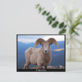 briefkaart van schapen, Colorado (Staand voorkant)