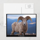 briefkaart van schapen, Colorado (Voorkant / Achterkant)