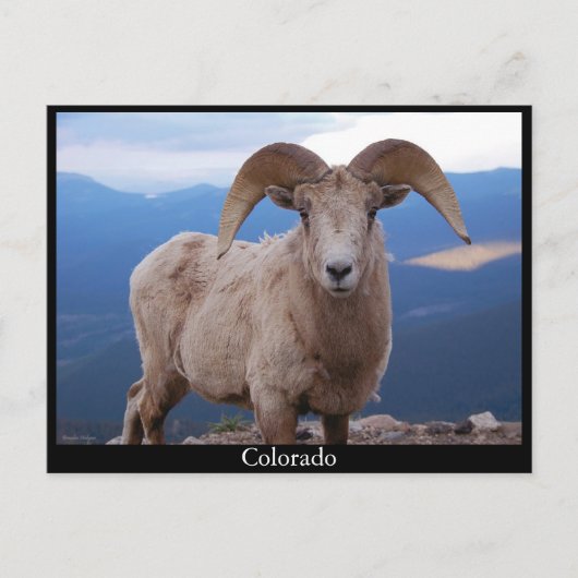 briefkaart van schapen, Colorado (Voorkant)