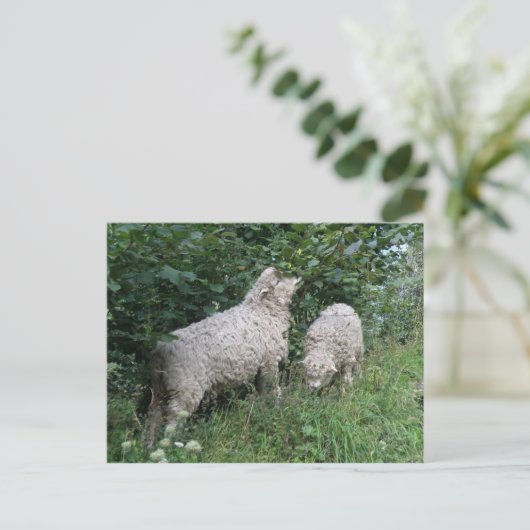 Briefkaart van schapenvlees met schouderblad (Staand voorkant)