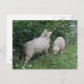 Briefkaart van schapenvlees met schouderblad (Voorkant / Achterkant)