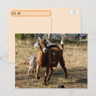 Briefkaart van Schattige geiten