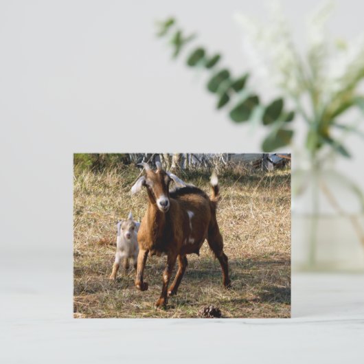 Briefkaart van Schattige geiten (Staand voorkant)