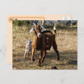 Briefkaart van Schattige geiten (Voorkant / Achterkant)