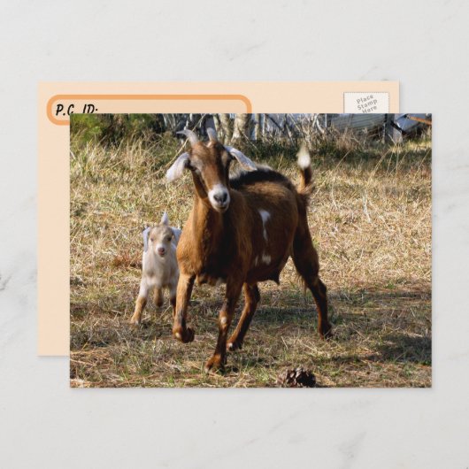 Briefkaart van Schattige geiten (Voorkant / Achterkant)