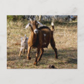 Briefkaart van Schattige geiten (Voorkant)